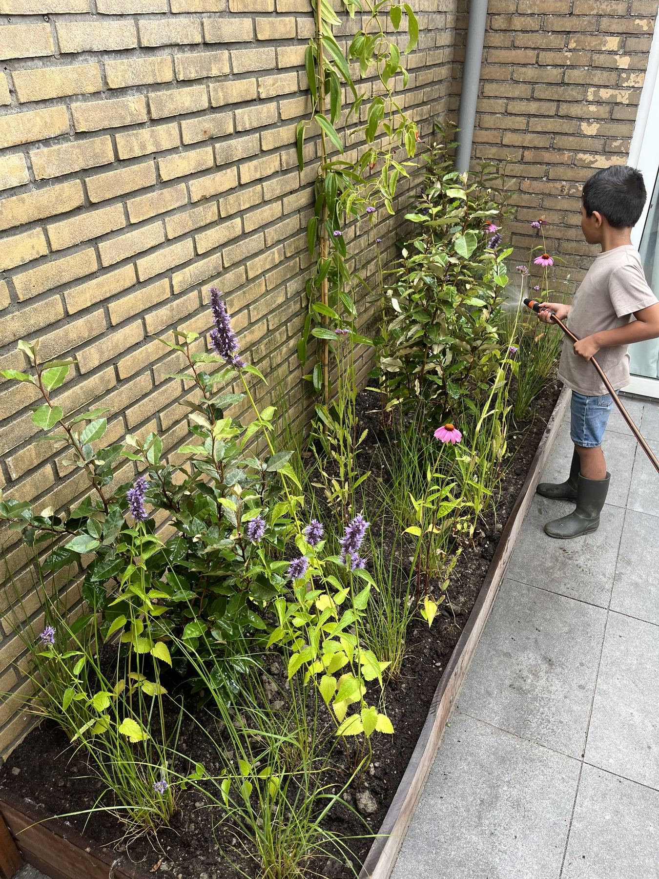 Nieuw aangeplante border met diverse soorten beplanting